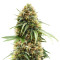The Cure Regular (Mr. Nice Seedbank) Cannabis-Samen