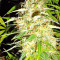 Zamaldelica regular (Ace Seeds) Cannabis-Samen