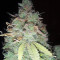 Z Glue (Expert Seeds) Cannabis-Samen