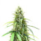 Also Know 47 Autoflower feminisierte Samen (Seedkeepers)