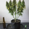 Critical + 2.0 (Dinafem Seeds) Cannabis-Samen
