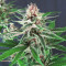 DDoS #33 feminisierte Samen (Herbies Seeds)