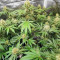 Glue Sherbert feminisierte Samen (AlphaFem Seeds)