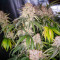 Keep Frosted Guava Autoflower feminisierte Samen (Seedkeepers)