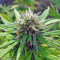 Northern Light regular (Nirvana Seeds) Cannabis-Samen