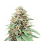 Northern Lights x Big Bud Auto (Expert Seeds) Cannabis-Samen