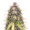 Purple Punch OG Samen feminisiert (Sweet Seeds)