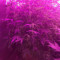 O.G. Kush Autoflower (Seedstockers) Cannabis-Samen zu verkaufen