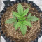 Wedding Cake Auto (Barney's Farm) Cannabis-Samen zu verkaufen
