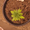 Fruit Cake Cannabis-Samen Kaufen