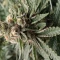 Amnesia Lemon Kush Cannabis-Samen Kaufen