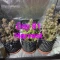 Kaufe Runtz Autoflower Samen feminisiert von EGS