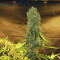 Auto Glueberry O.G. Cannabis-Samen Kaufen