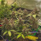 Bloody Skunk Auto Cannabis-Samen Kaufen