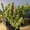 Gelato Auto Cannabis-Samen Kaufen