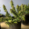 Gelato Auto Cannabis-Samen Kaufen