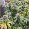 Kaufe Mimosa x Orange Punch Samen feminisiert von Barney's Farm