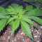 Dr. Bruce Banner CBD (Original Sensible Seeds) Cannabis-Samen zu verkaufen