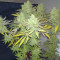 Bubblegum XL Cannabis-Samen Kaufen