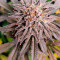 Dos Si Dos 33 (Barney's Farm) Cannabis-Samen zu verkaufen