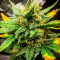 Original Auto Sour Diesel (Fast Buds) Cannabis-Samen zu verkaufen