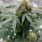 Original Auto Northern Lights (Fast Buds) Cannabis-Samen zu verkaufen