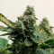 Girl Scout Cookies (BlimBurn Seeds) Cannabis-Samen zu verkaufen