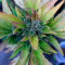 Kaufe Runtz XL Auto Samen feminisiert von Sweet Seeds