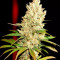 Pineapple Glue (Advanced Seeds) Cannabis-Samen zu verkaufen