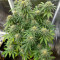 Sour Strawberry feminisierte Samen (Barney’s Farm)