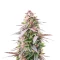 All Gas OG Autoflower feminisierte Samen (Humboldt Seed Company)