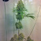 Arjan's Strawberry Haze (GHS) Cannabis-Samen