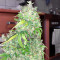 Arjan's Strawberry Haze (GHS) Cannabis-Samen