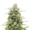 Banana Jealousy Auto RF3 (Ethos Genetics)