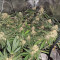 Blackberry Gum feminisierte Samen