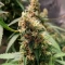 Bubble Gum Fast (00 Seeds)
