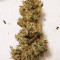 Gorilla Girl (Sweet Seeds) Cannabis-Samen