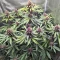 Humboldt Dream feminisierte Samen (Humboldt Seed Company)