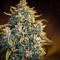 Malawi (Ace Seeds) Cannabis-Samen
