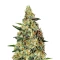 Neville's Haze (GHS) Cannabis-Samen