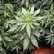 Runtz Triploid (Advanced Seeds)