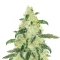 Samsquanch OG Auto (Mephisto Genetics) Cannabis-Samen