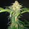 Shogun (RQS) Cannabis-Samen