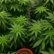 Trippy Sherbert Punch Auto (Big Head Seeds)