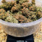 White Widow x Big Bud (Female Seeds)