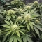 Widow 2004 regular (De Sjamaan Seeds) Cannabis-Samen