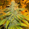 White Widow (GHS) Cannabis-Samen