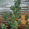 AK-47 regular (Serious Seeds) Cannabis-Samen