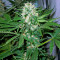 AK-47 (Serious Seeds) Cannabis-Samen