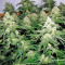 Chronic (Serious Seeds) Cannabis-Samen